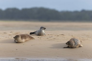 Foca vitulina kumlu bir sahilde dalgaların çekildiği yerde dinleniyor.