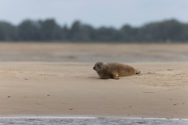 Foca vitulina kumlu bir sahilde dalgaların çekildiği yerde dinleniyor.