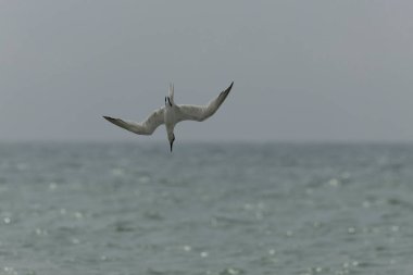 Sandviç Tern Thalasseus Sterna Sandvicensis tipik bir sahil ortamında