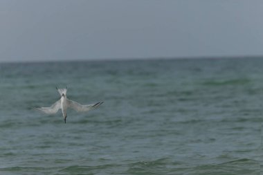 Sandviç Tern Thalasseus Sterna Sandvicensis tipik bir sahil ortamında