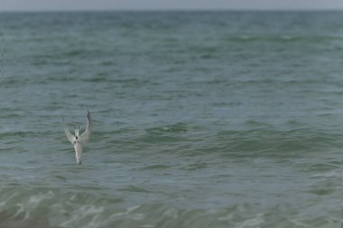 Sandviç Tern Thalasseus Sterna Sandvicensis tipik bir sahil ortamında
