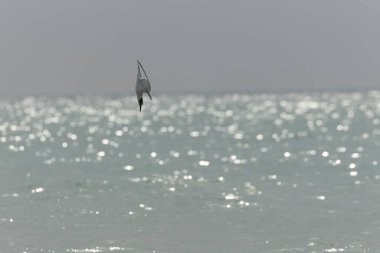 Sandviç Tern Thalasseus Sterna Sandvicensis tipik bir sahil ortamında