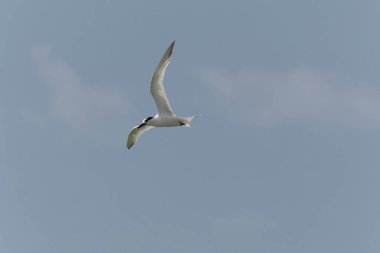 Sandviç Tern Thalasseus Sterna Sandvicensis tipik bir sahil ortamında