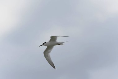 Sandviç Tern Thalasseus Sterna Sandvicensis tipik bir sahil ortamında