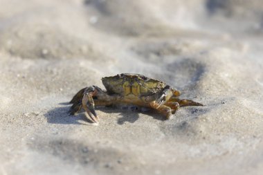NOrmandy 'de bir sahilde kabuklu deniz hayvanı