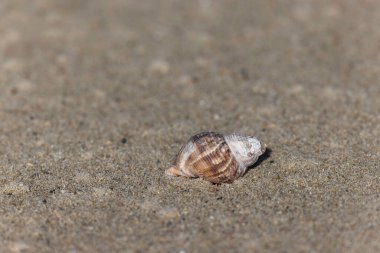 NOrmandy 'de bir sahilde kabuklu deniz hayvanı