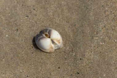 NOrmandy 'de bir sahilde kabuklu deniz hayvanı