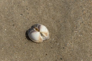 NOrmandy 'de bir sahilde kabuklu deniz hayvanı