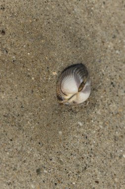 NOrmandy 'de bir sahilde kabuklu deniz hayvanı