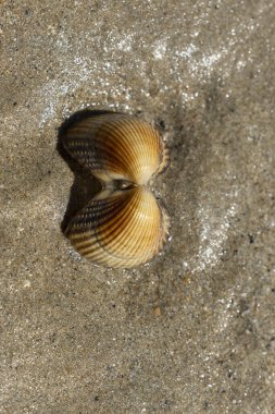 NOrmandy 'de bir sahilde kabuklu deniz hayvanı