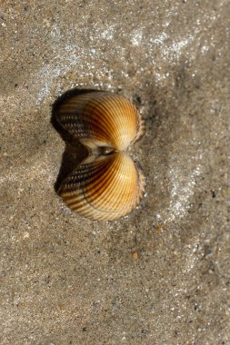 NOrmandy 'de bir sahilde kabuklu deniz hayvanı