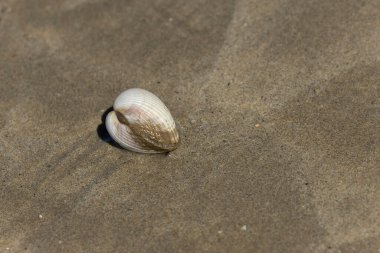 NOrmandy 'de bir sahilde kabuklu deniz hayvanı