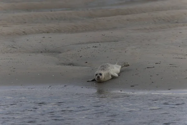 潮水退潮时 在沙滩上休息的普通海豹凤尾鱼 — 图库照片