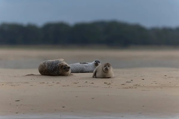 Common Seal Phoca Vitulina Resting Sandy Beach Low Tide — Stock Photo, Image