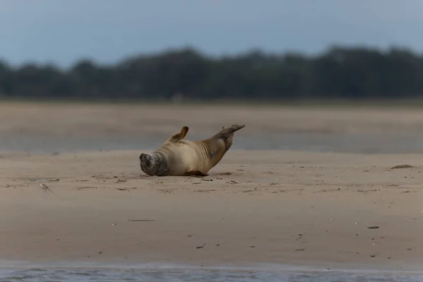 潮水退潮时 在沙滩上休息的普通海豹凤尾鱼 — 图库照片