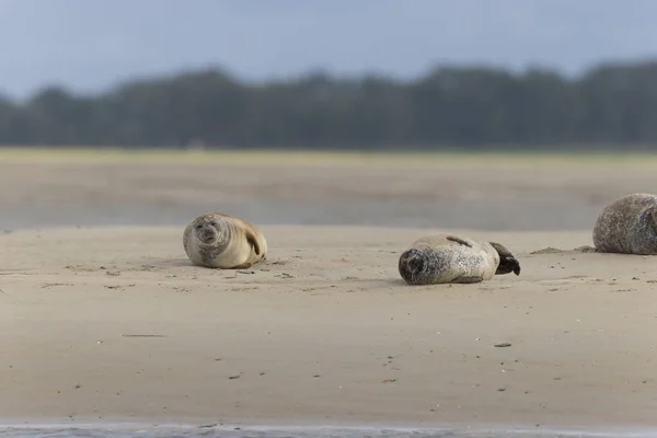 Common Seal Phoca Vitulina Resting Sandy Beach Low Tide — Stock Photo, Image
