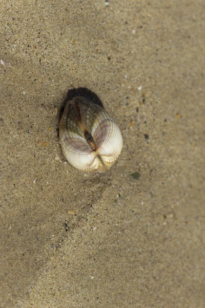 Schalentiere Einem Strand Normandy — Stockfoto