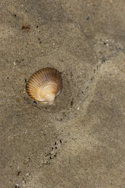Οστρακοειδή Μια Παραλία Στο Normandy — Φωτογραφία Αρχείου