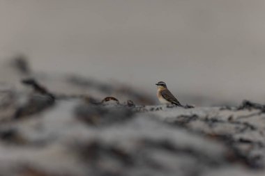 Cotentin, Fransa 'dan Avrupalı Wheatear Oenanthe