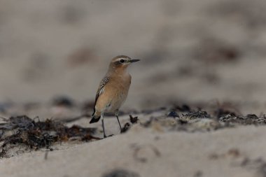 Cotentin, Fransa 'dan Avrupalı Wheatear Oenanthe