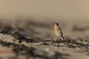 Cotentin, Fransa 'dan Avrupalı Wheatear Oenanthe