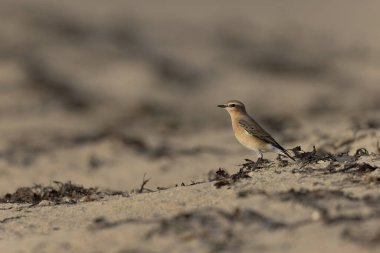 Cotentin, Fransa 'dan Avrupalı Wheatear Oenanthe