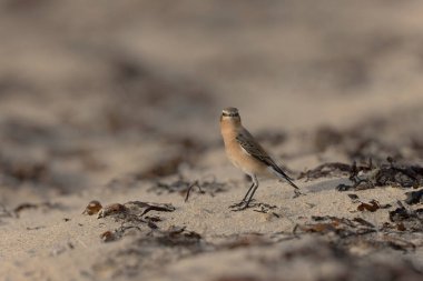 Cotentin, Fransa 'dan Avrupalı Wheatear Oenanthe