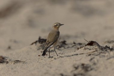 Cotentin, Fransa 'dan Avrupalı Wheatear Oenanthe