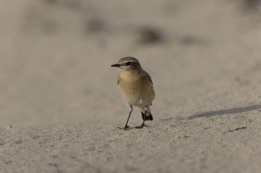 Cotentin, Fransa 'dan Avrupalı Wheatear Oenanthe