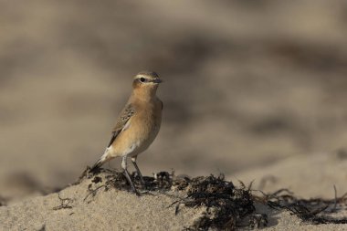 Cotentin, Fransa 'dan Avrupalı Wheatear Oenanthe