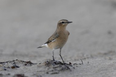 Cotentin, Fransa 'dan Avrupalı Wheatear Oenanthe