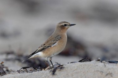 Cotentin, Fransa 'dan Avrupalı Wheatear Oenanthe