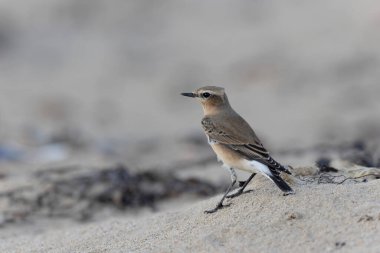 Cotentin, Fransa 'dan Avrupalı Wheatear Oenanthe