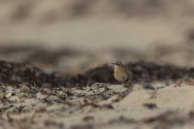 Cotentin, Fransa 'dan Avrupalı Wheatear Oenanthe