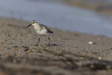 Shorebird Sanderling Calidris Alba Cotentin, Manche, Fransa 'da kumlu bir sahilde yiyecek arıyor.