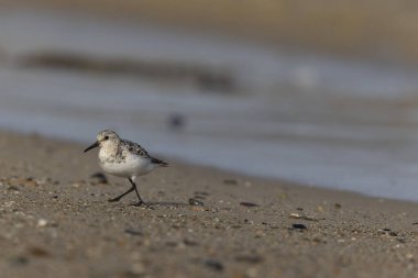 Shorebird Sanderling Calidris Alba Cotentin, Manche, Fransa 'da kumlu bir sahilde yiyecek arıyor.