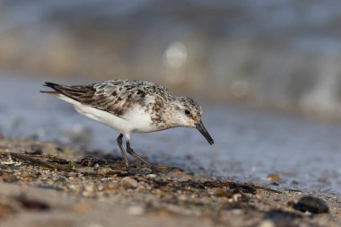 Shorebird Sanderling Calidris Alba Cotentin, Manche, Fransa 'da kumlu bir sahilde yiyecek arıyor.