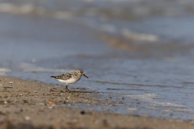Shorebird Sanderling Calidris Alba Cotentin, Manche, Fransa 'da kumlu bir sahilde yiyecek arıyor.