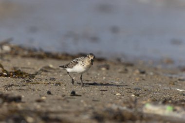 Shorebird Sanderling Calidris Alba Cotentin, Manche, Fransa 'da kumlu bir sahilde yiyecek arıyor.