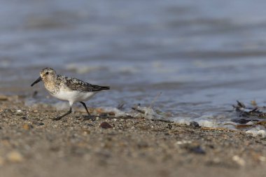 Shorebird Sanderling Calidris Alba Cotentin, Manche, Fransa 'da kumlu bir sahilde yiyecek arıyor.