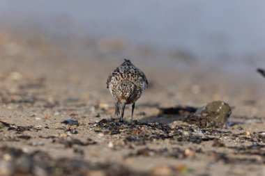 Shorebird Sanderling Calidris Alba Cotentin, Manche, Fransa 'da kumlu bir sahilde yiyecek arıyor.