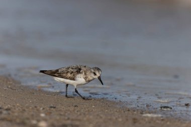 Shorebird Sanderling Calidris Alba Cotentin, Manche, Fransa 'da kumlu bir sahilde yiyecek arıyor.