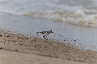 Shorebird Sanderling Calidris Alba Cotentin, Manche, Fransa 'da kumlu bir sahilde yiyecek arıyor.