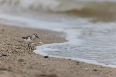 Shorebird Sanderling Calidris Alba Cotentin, Manche, Fransa 'da kumlu bir sahilde yiyecek arıyor.