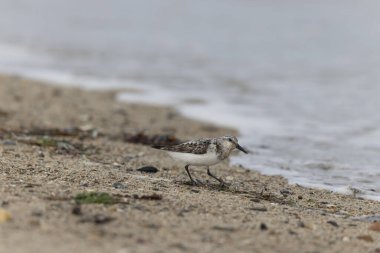 Shorebird Sanderling Calidris Alba Cotentin, Manche, Fransa 'da kumlu bir sahilde yiyecek arıyor.