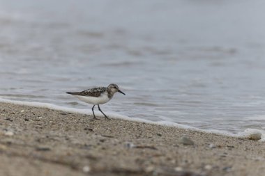 Shorebird Sanderling Calidris Alba Cotentin, Manche, Fransa 'da kumlu bir sahilde yiyecek arıyor.