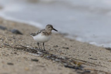 Shorebird Sanderling Calidris Alba Cotentin, Manche, Fransa 'da kumlu bir sahilde yiyecek arıyor.