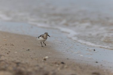 Shorebird Sanderling Calidris Alba Cotentin, Manche, Fransa 'da kumlu bir sahilde yiyecek arıyor.