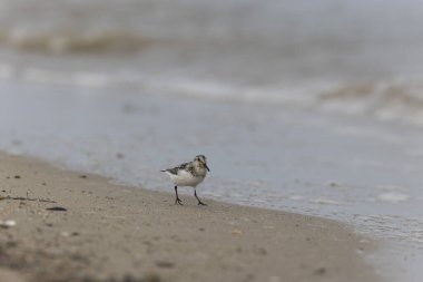 Shorebird Sanderling Calidris Alba Cotentin, Manche, Fransa 'da kumlu bir sahilde yiyecek arıyor.