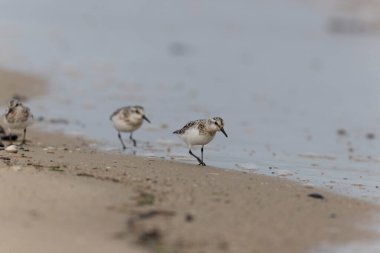 Shorebird Sanderling Calidris Alba Cotentin, Manche, Fransa 'da kumlu bir sahilde yiyecek arıyor.